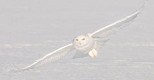 white owl, nature, animals, birds, owl