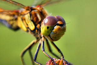 closeup photography of brown and green dragonfly