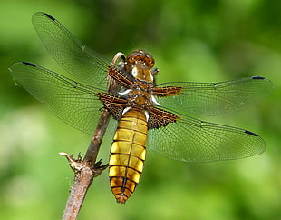 brown and yellow dragonfly on branch, broad-bodied chaser