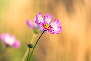 selective photo of pink and white petaled flower