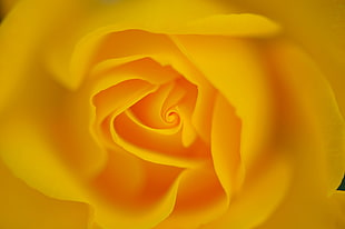 yellow petal flower, mississauga HD wallpaper
