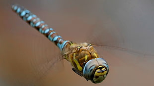 brown and blue dragonfly, dragonflies, insect, macro