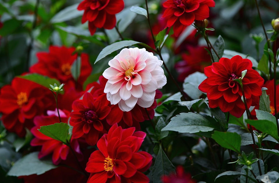 red and pink flowers HD wallpaper