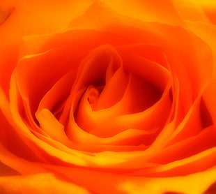 zoom-in photo of orange rose HD wallpaper