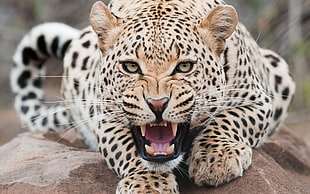 angry leopard waiting for its prey