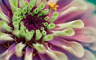 purple and green chrysanthemum in bloom macro photo