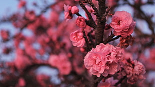 pink cherry blossom tree, blossom