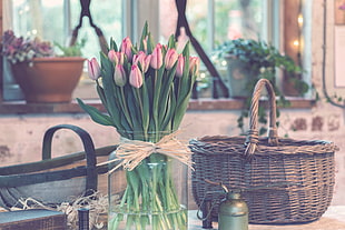 pink tulip flowers in clear glass vase beside brown wicker basket