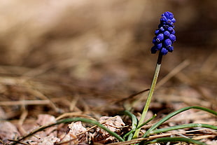 Grape Hyacinth in tilt shift lens photography HD wallpaper