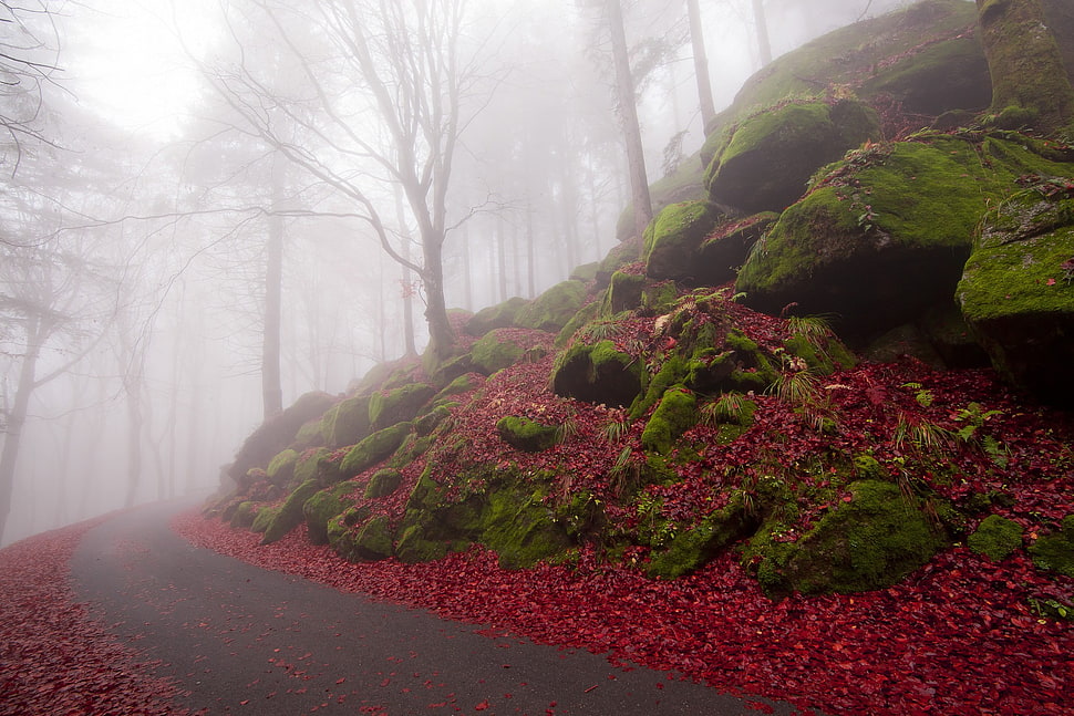 leafless trees, forest HD wallpaper