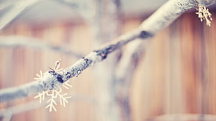 shallow focus of snow flakes HD wallpaper