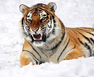 brown black and white tiger on white snow