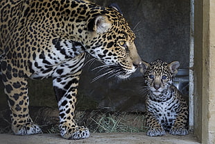 Leopard and cub HD wallpaper