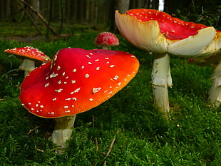 two white and red mushroom shadow focus photography
