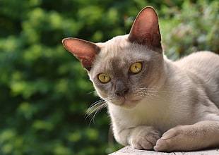 selective photo of beige fur cat