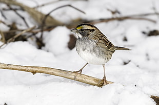 close up photo of a grey bird standing on brown tree branch, white-throated sparrow