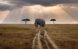 gray elephant, elephant, landscape