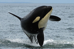 black and white dolphin, orca, animals