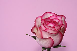 white and pink rose HD wallpaper