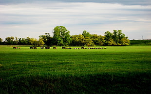 green grass field, field HD wallpaper