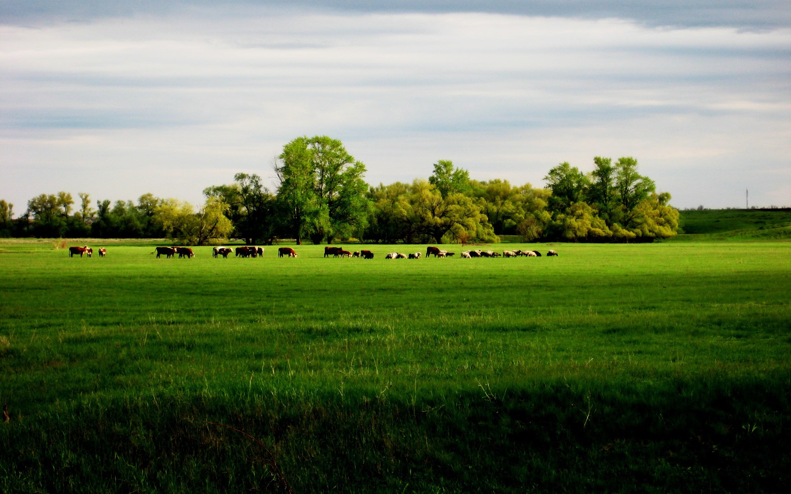 green grass field, field