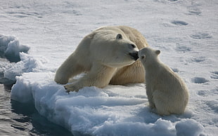 two white polar bears, animals, nature, bears, baby animals
