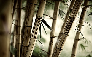 Bamboo tree in closeup photo HD wallpaper