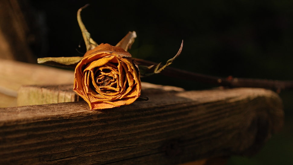 dried rose, macro, rose HD wallpaper