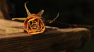 dried rose, macro, rose