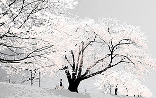 cherry blossoms tree, trees, snow