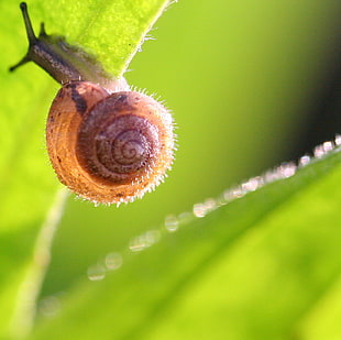 close up view of brown snail