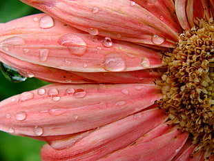 pink Daisy flower in bloom with dew drop, gerbera, peach