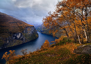 brown leafed tree beside body of water photo, nature, landscape, fjord, Norway HD wallpaper