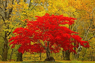 red leaf tree HD wallpaper
