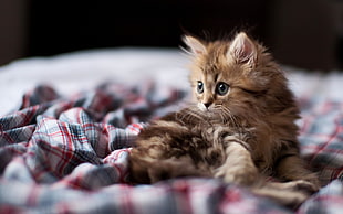 brown tabby kitten HD wallpaper