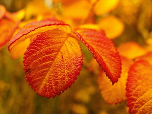 red ovate leaf plant HD wallpaper