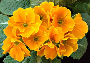 close up photo of yellow petaled flowers