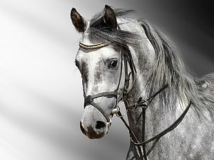 gray scale photography of horse with sunlight