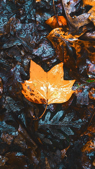 brown maple leaf, Maple, Leaves, Autumn