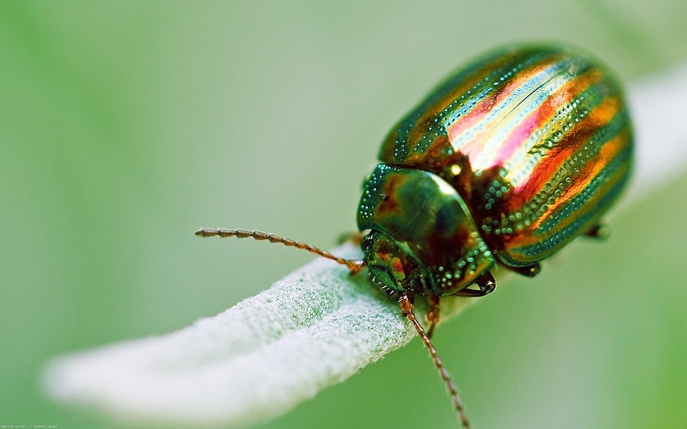 green and brown insect HD wallpaper