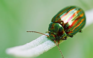 green and brown insect