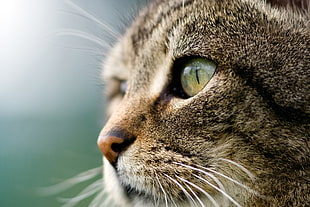 close up photography of brown Tabby cat, sofia HD wallpaper