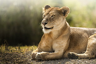 wildlife photography of lioness HD wallpaper
