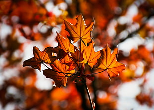 selective focus photo of autumn leaves