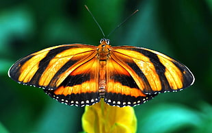 brown and black longwing butterfly HD wallpaper