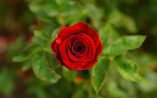red rose, flowers, rose, red flowers, nature HD wallpaper