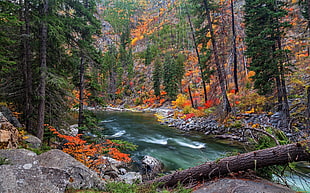 green leaf tree, landscape, forest, pine trees, river