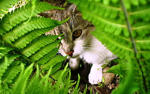 brown and white cat behind green fern leaves in closeup shot