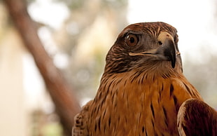 brown eagle