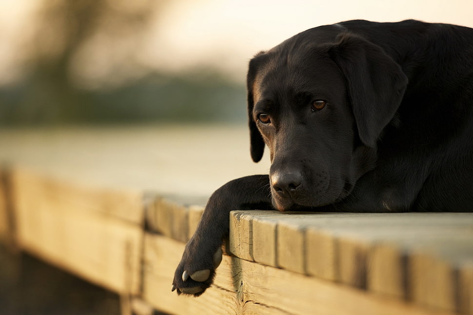 adult black Labrador Retriever HD wallpaper